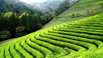 Happy Valley Tea Estate