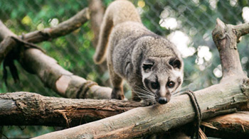 Padmaja Naidu Himalayan Zoological Park